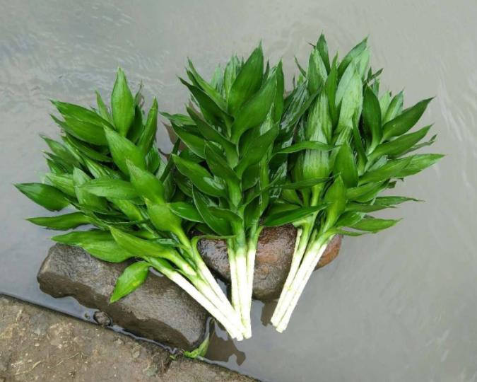 富贵竹长红蜘蛛怎么办,富贵竹灭红蜘蛛最有效的土方