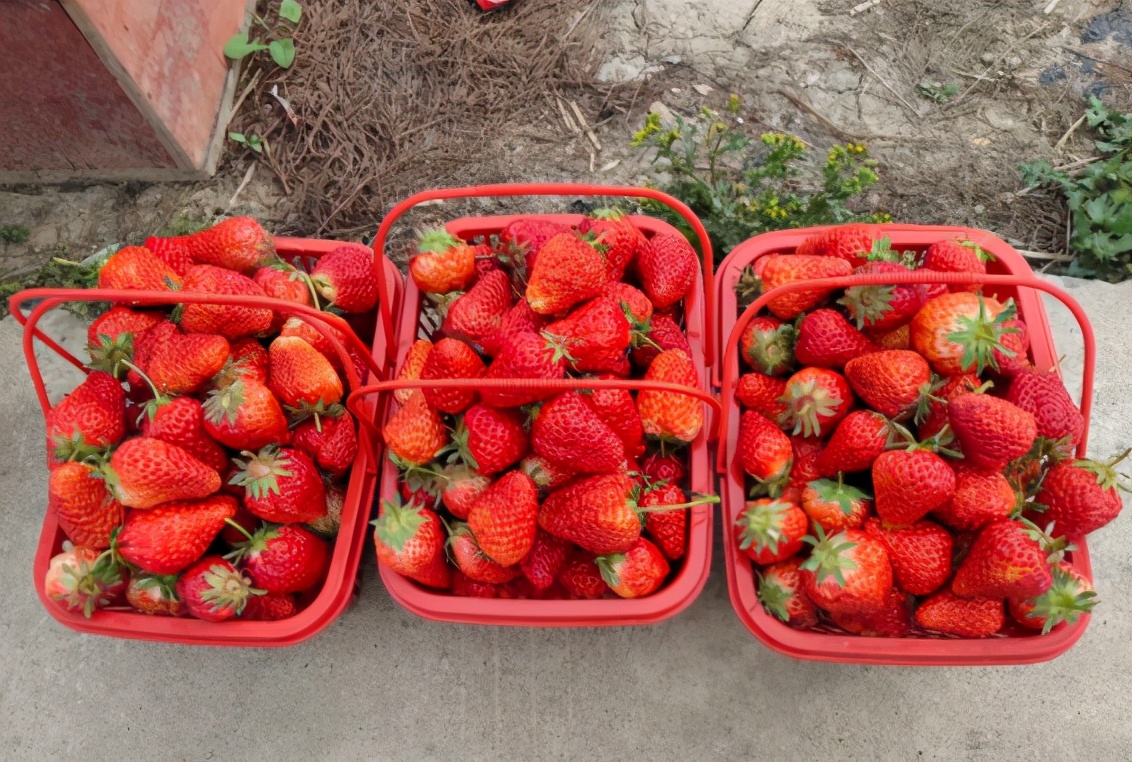 上海比较好的草莓园,上海名优草莓值得推荐