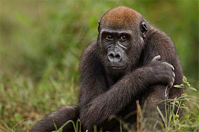 非洲一只黑猩猩,是怎么把艾滋病传给非洲黑人,再传到全世界的?