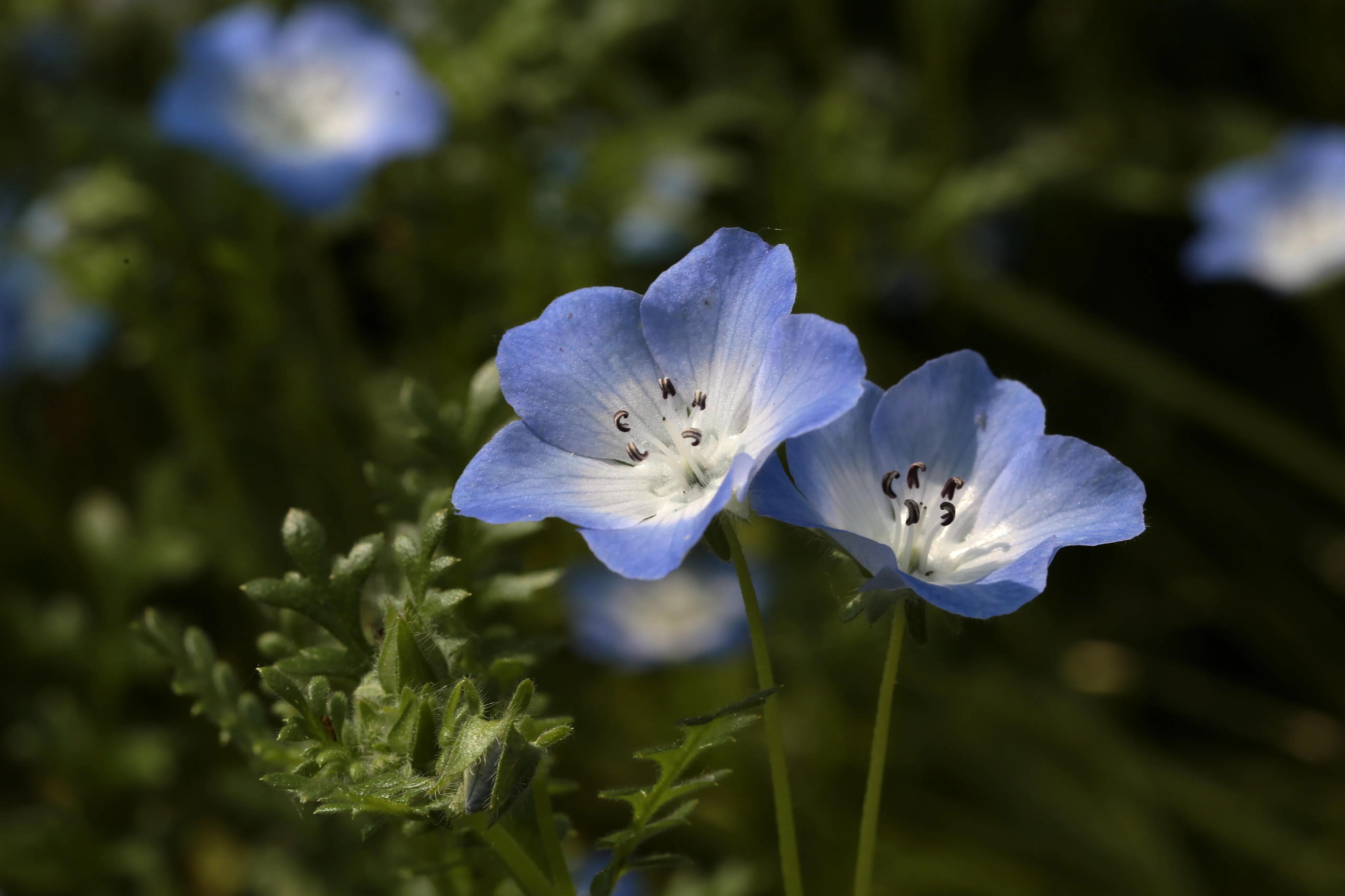 西溪湿地花朝节花草集（2）