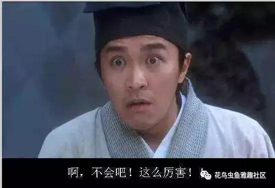 小鸟如何开食,鸟怎么开食算成功