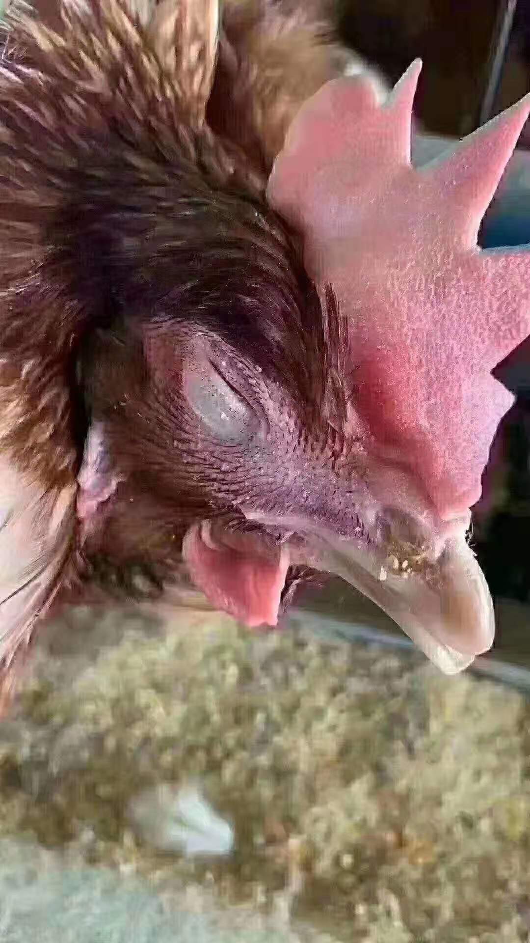 鸡的眼睛瞎了有脓是怎么回事,鸡的眼睛瞎了什么病