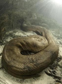 亚马逊雨林看起来是绿色天堂，实则是人类禁区，到底有多恐怖？