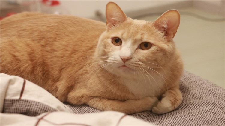 猫咪拉完屎屁股很臭怎么办,3秒除臭除菌猫咪