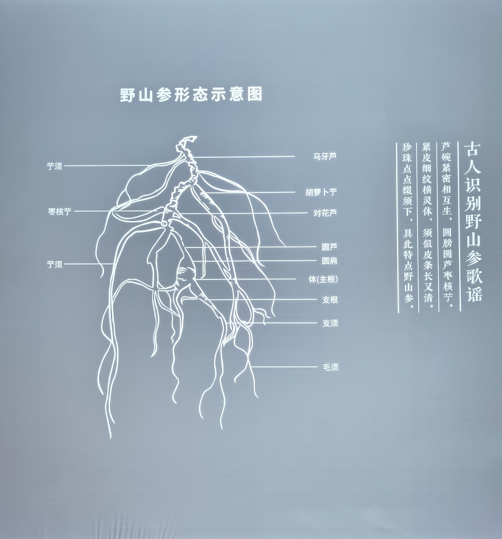 野山参文化传承,野山参历史文化