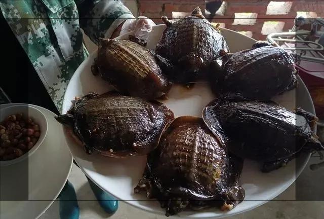 潢川县城哪里有卖卤甲鱼,信阳潢川卤甲鱼哪家最好吃