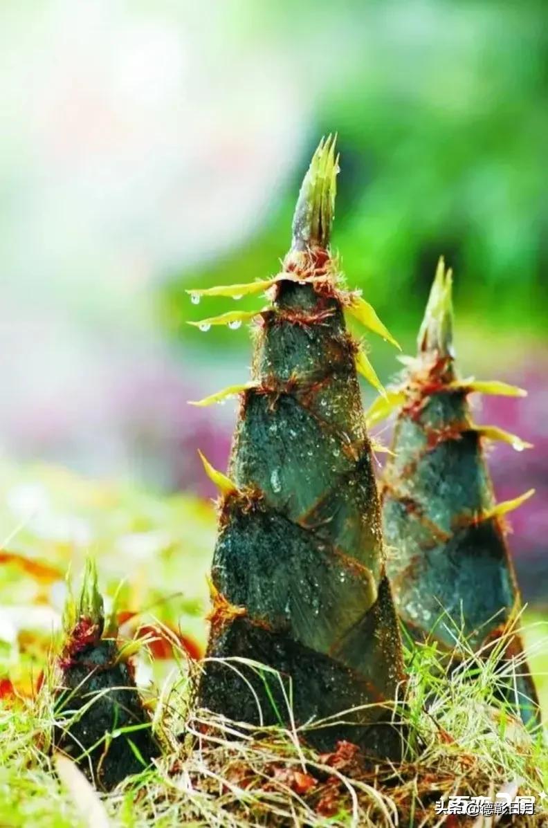 浅议孔子思想及其衍变,浅议轻谈