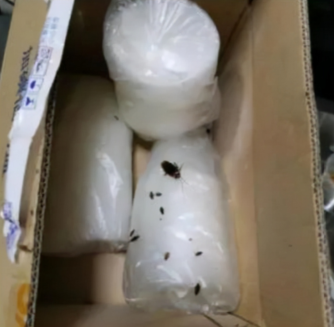 快递里发现蟑螂卵,女子网购衣服发现有蟑螂卵