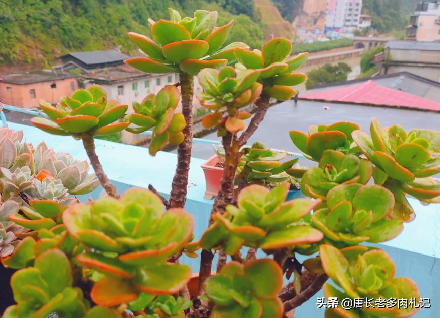 多肉红梅烂根怎么处理,多肉红梅徒长了怎么办