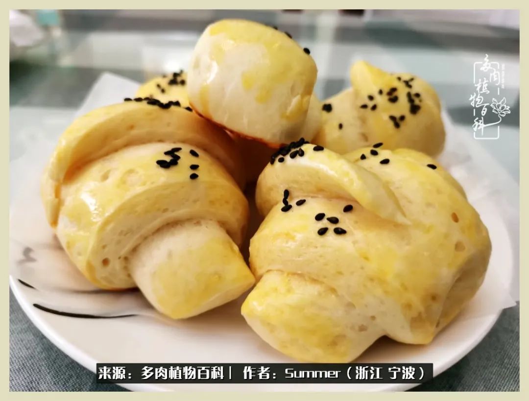 多肉小白新手入门,多肉新手上路请多指教