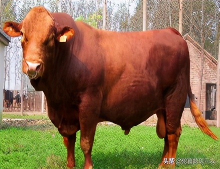 出肉率高的牛的样子,出肉率高的牛品质好不好
