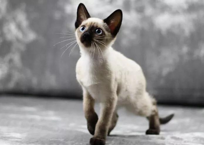 挖煤猫暹罗猫和布偶猫哪个贵,挖煤工暹罗猫幼猫