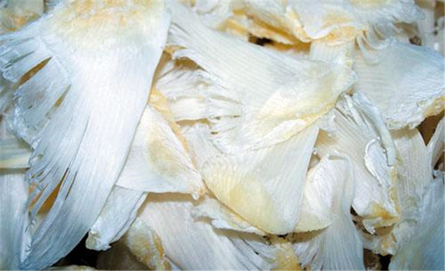 鱼翅既没味道又没营养，凭什么能成为顶级美食