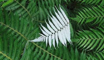 Nurturant新智恩｜银蕨标志，官方认证的新西兰纯正血统