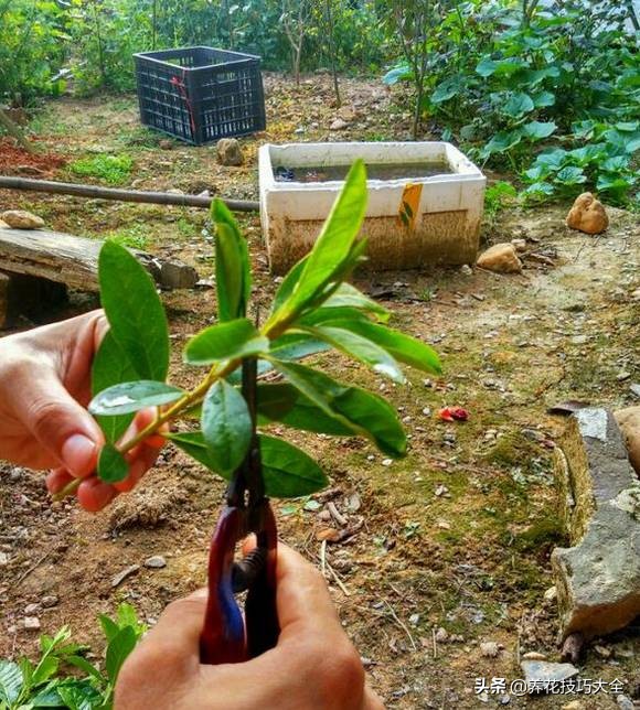 快死的杜鹃花还能救活吗,杜鹃花刚栽活就掉叶子怎么办