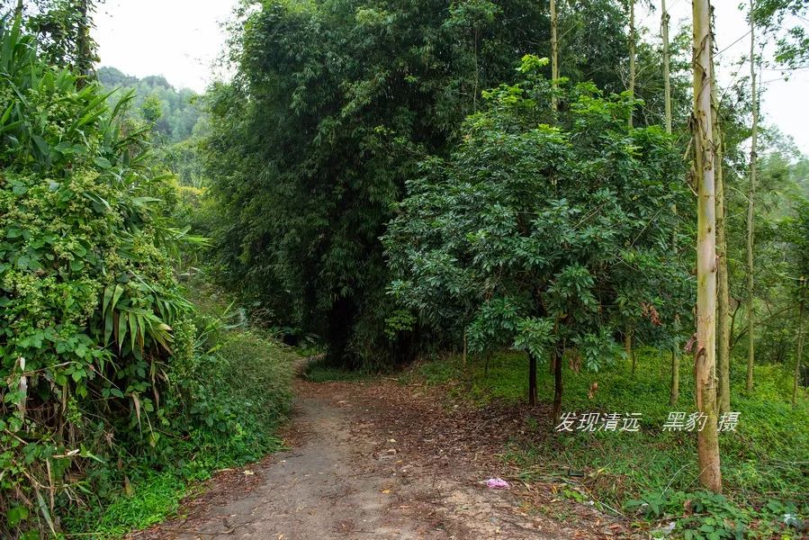 广东哪里有野温泉泡,藏在惠州的一个免费野温泉