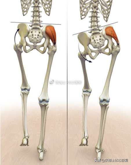 功能训练臀多久练一次,功能训练臀腿