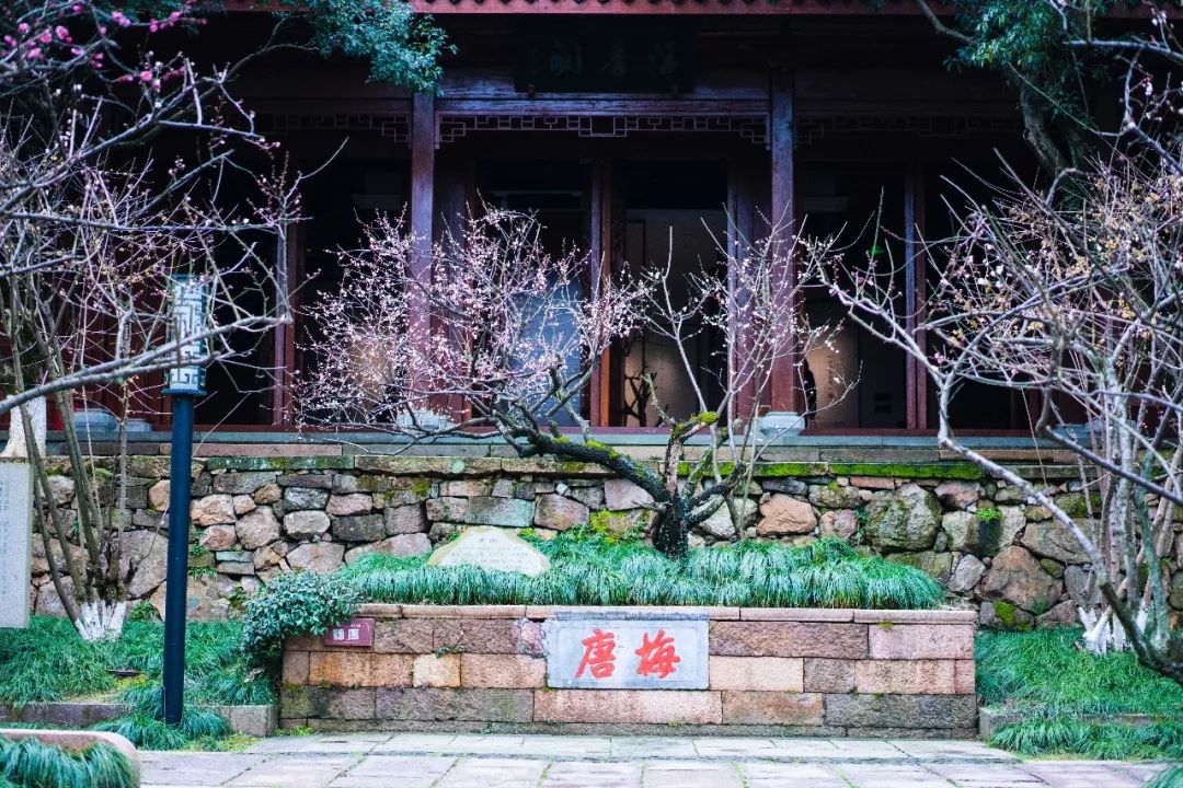 杭州孤山梅园图片,杭州赏梅园