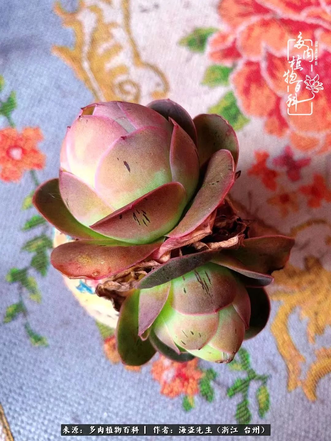 山地玫瑰养护顺口溜,山地玫瑰的养护种植注意事项视频