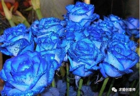 生日送花送什么花合适表达爱意,求婚送花送什么花合适