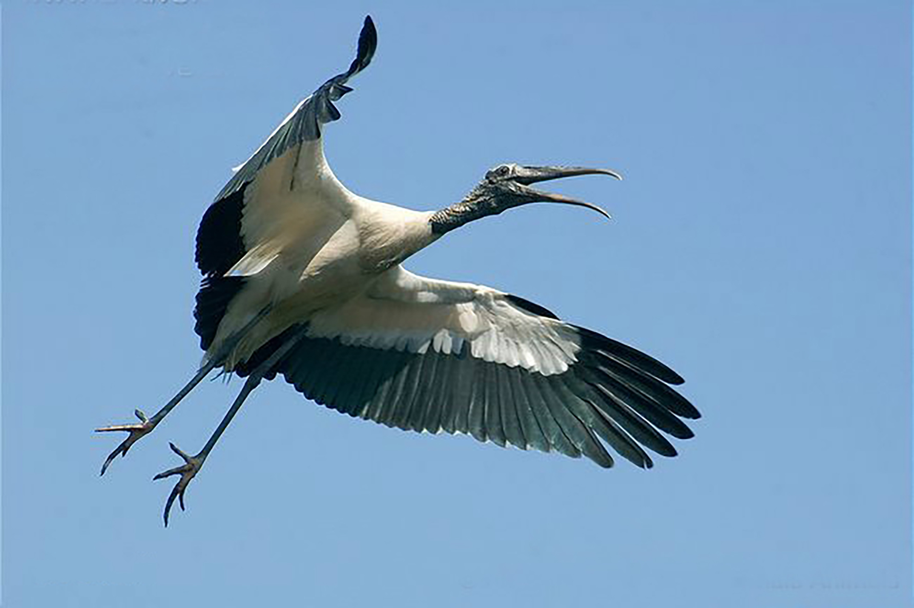 广东常见鸟类图谱图文,广东常见鸟类图谱