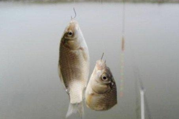 野钓如何判断鱼口好坏,正钓后期鱼口不好味型怎么调整