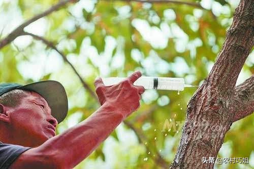 果树打针输液器,果树打针怎么打