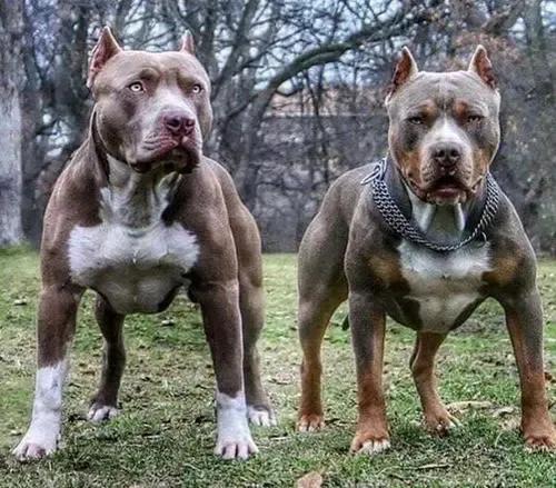 各国猛犬品种排名,各国品种猛犬