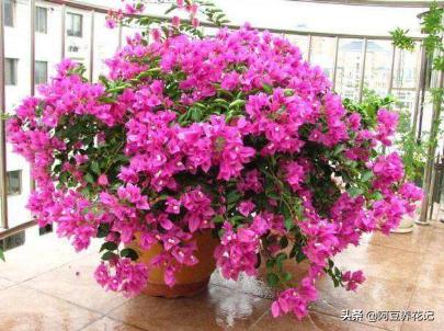 露台养花草种菜,露台种植花草盆栽