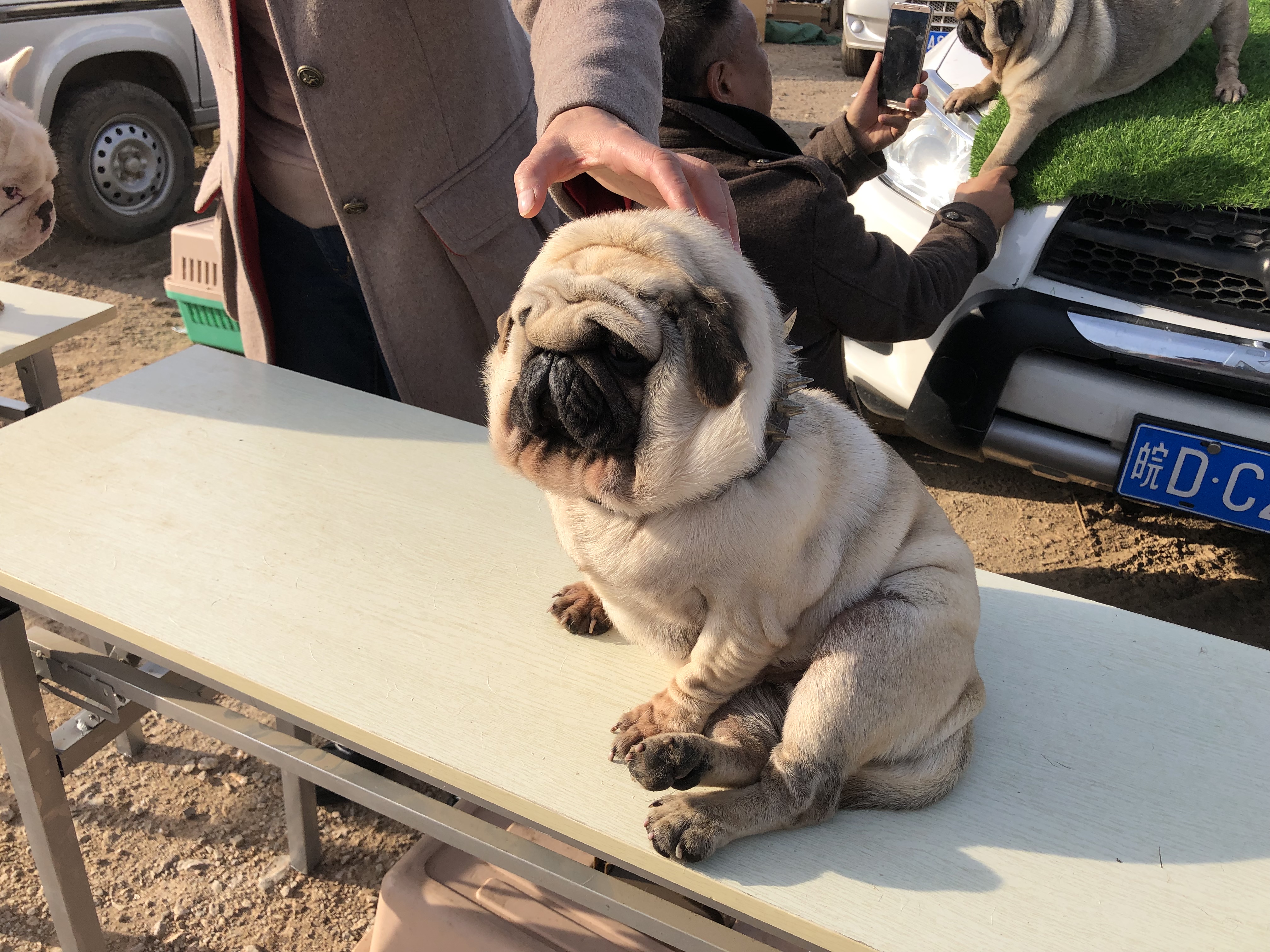 狗市场幼犬出售巴哥,狗市成年藏獒出售