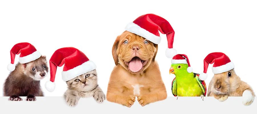 小狗是个什么样的动物,小狗是dog吗