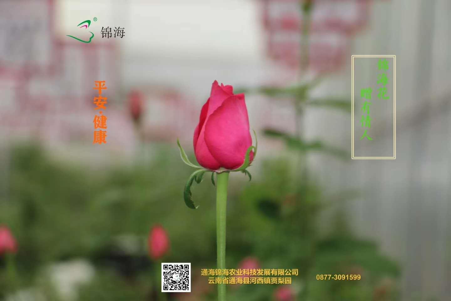 云南省通海县骄阳花卉种苗专业合作社风采(组图)