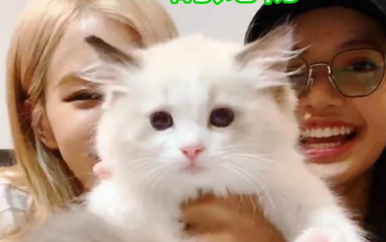 允儿的宠物，IU宠物，Lisa宠物，看到泫雅宠物：挺可爱