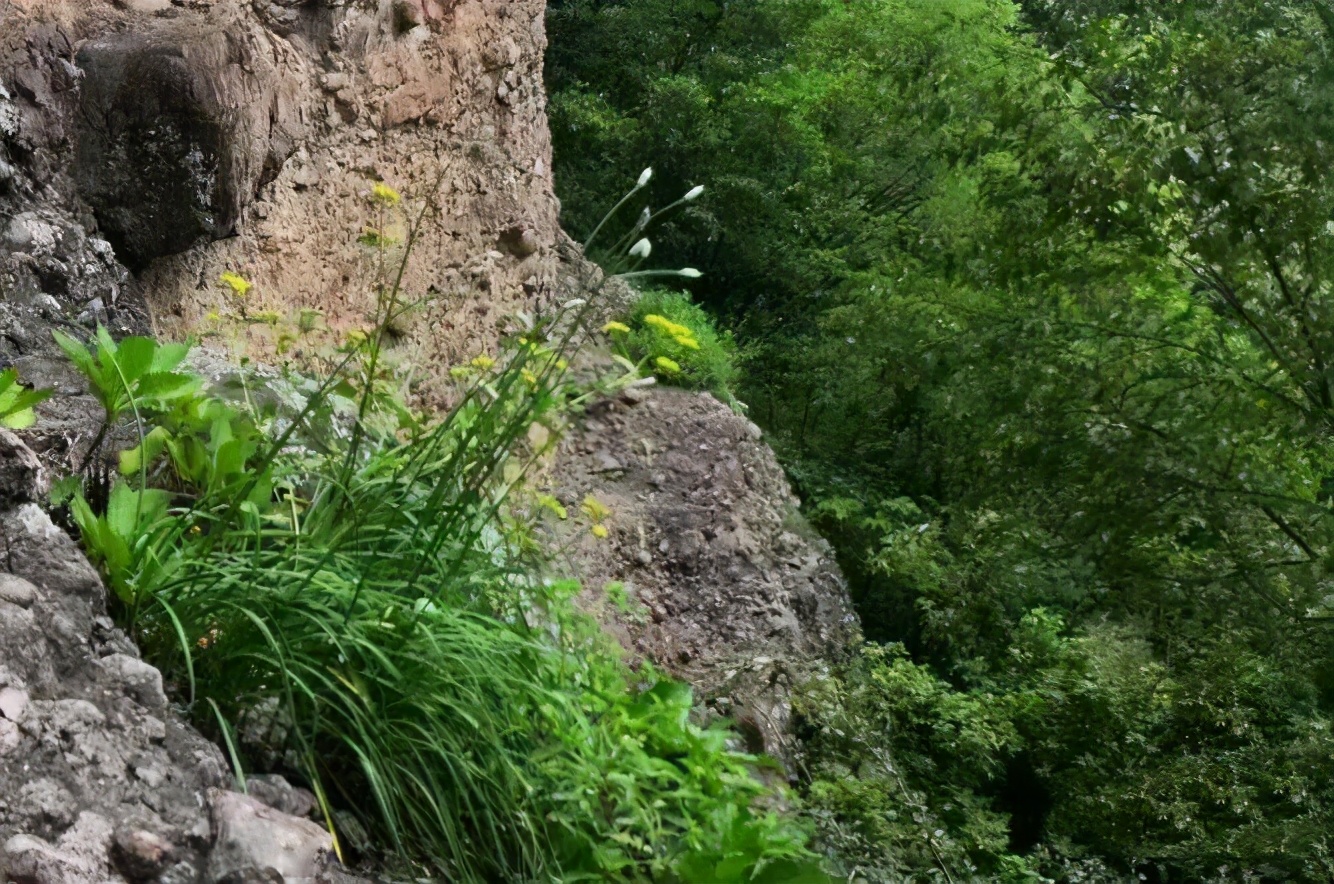 安徽发现的野韭菜,安徽发现野韭菜