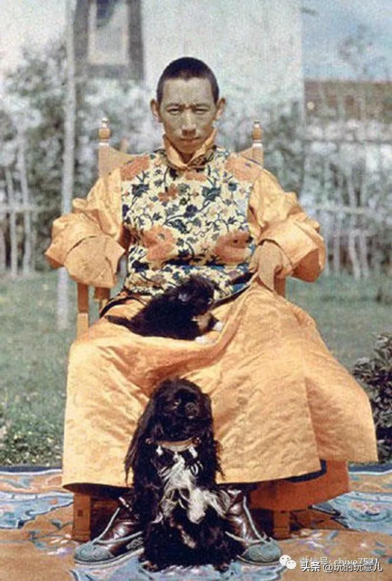 京巴狗与西藏狗,京巴犬和西班牙獒