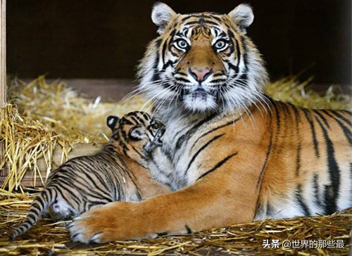 野生豹子战斗力,最厉害的野生豹子