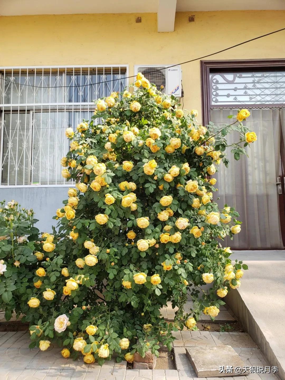 圆滚滚的绣球，瀑布般的花墙，这届花友也太会种花了吧