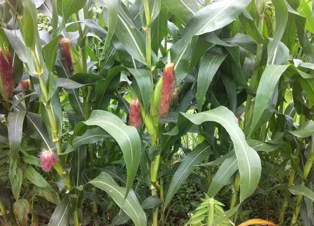 玉米种植的方法与技术,青储玉米的种植方法和技巧