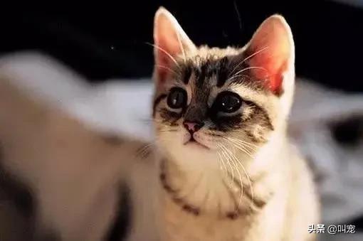 猫咪分离焦虑症的表现,猫咪分离焦虑是怎么形成的