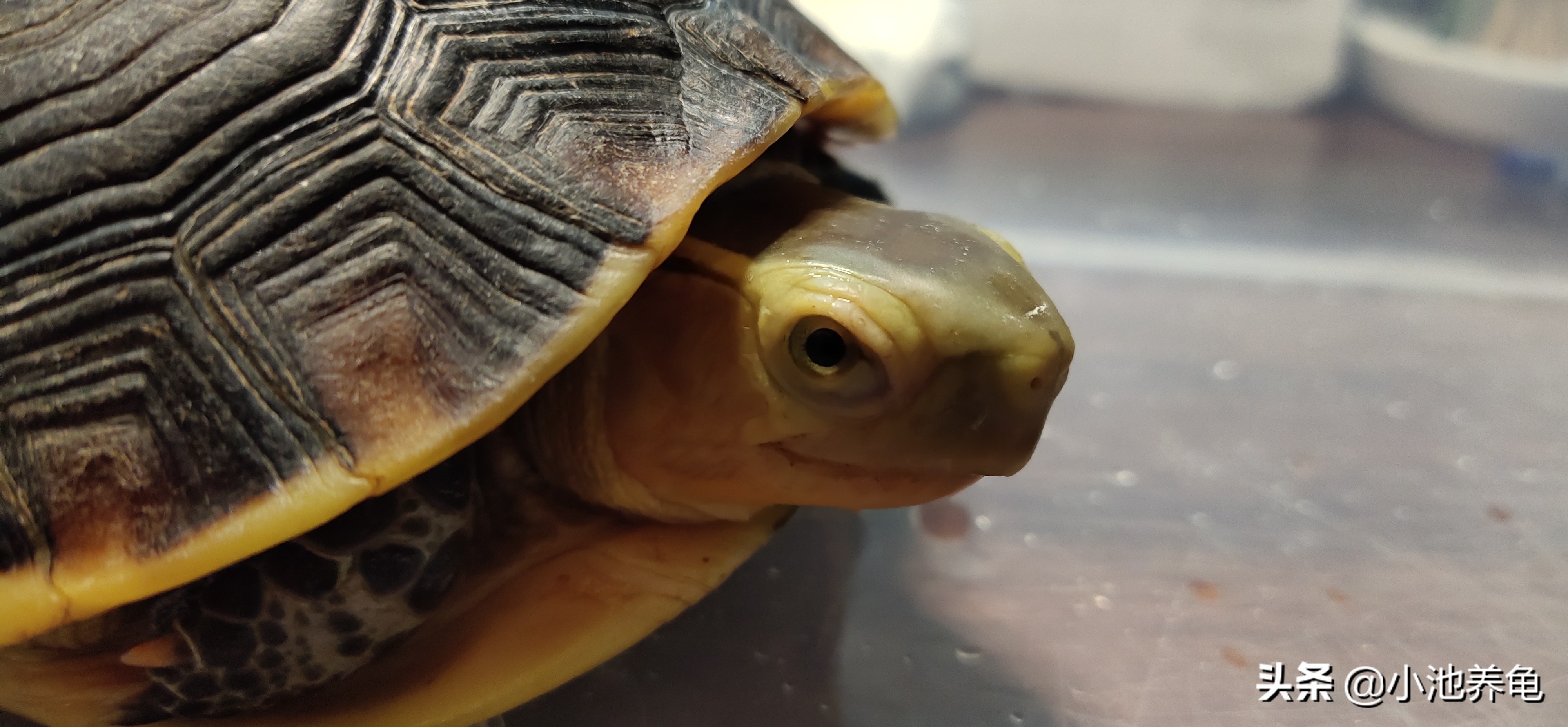 养龟新手该选什么龟才好养,新手养龟养什么样的乌龟好便宜