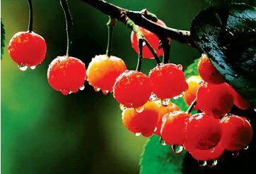 冬珊瑚盆栽果实,冬珊瑚盆栽种植方法