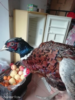 七彩山鸡冠长痘,鸡痘什么原因引起的