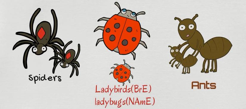 描述动物特征的英文词汇,动物英文词汇1000词