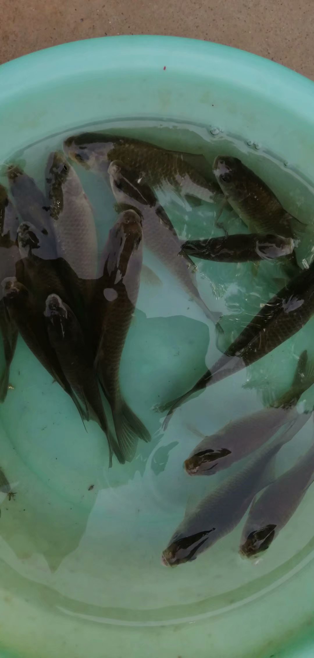 鲤鲫混养塘用什么饵料钓最好,小奶鲫特别多怎么钓