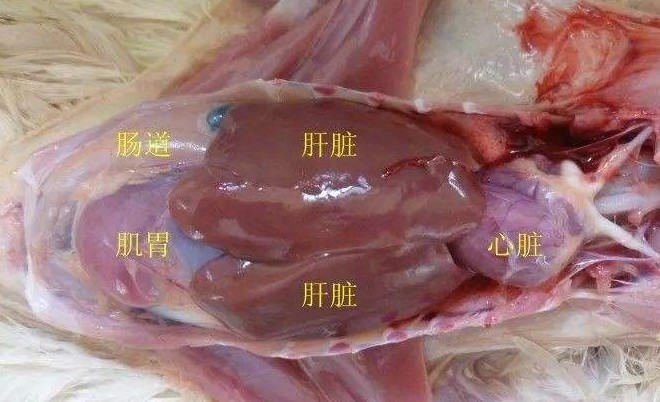 鸡大肠杆菌的治疗方法，鸡得了大肠杆菌怎么办？