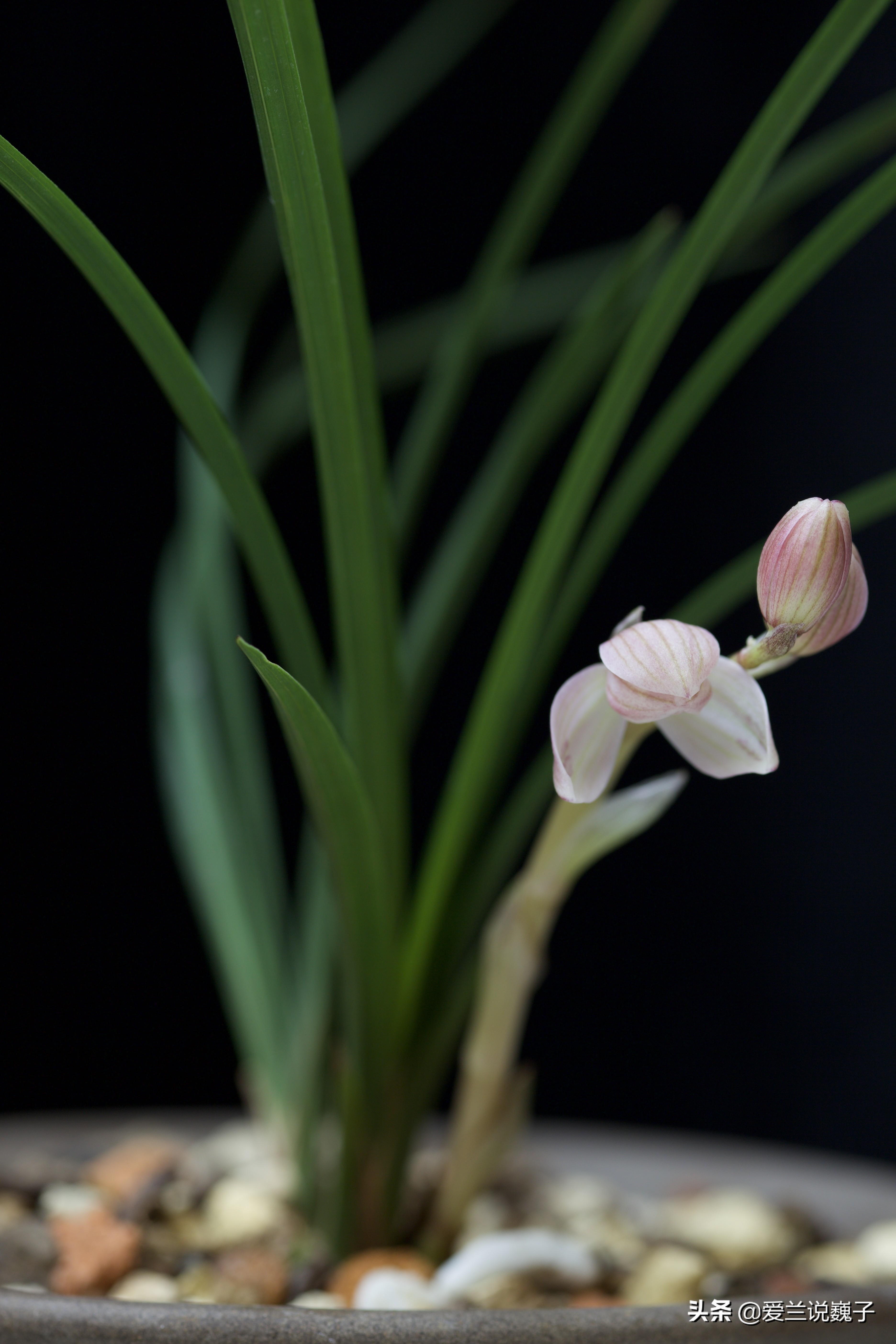 购兰花,买兰花怎么避免骗局呢