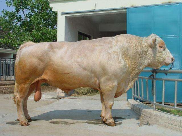 夏洛莱种牛品种,夏洛莱牛的品种介绍