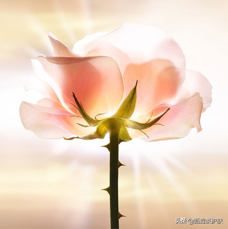 迪奥玫瑰小粉钻多少钱,迪奥小粉钻适合多大