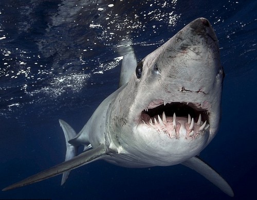 海洋十大巨齿鲨排名,海洋十大杀手