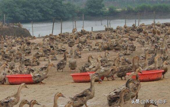 蛋鸭怎么养不怕人,蛋鸭养殖水质变差如何处理